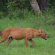 Asiatic wild dogs are often described as resembling overgrown foxes.