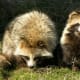 top-10-most-dangerous-wild-dogs-yet-not-domesticated