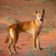 top-10-most-dangerous-wild-dogs-yet-not-domesticated