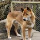 top-10-most-dangerous-wild-dogs-yet-not-domesticated