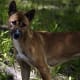 New Guinea singing dogs are so named because their vocalizations are more dynamic than those of other canines.