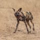 African wild dogs are easily recognizable by their large, round ears and the unique patterning of their coats.