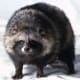 top-10-most-dangerous-wild-dogs-yet-not-domesticated