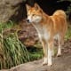 top-10-most-dangerous-wild-dogs-yet-not-domesticated