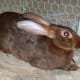 belgian-hares-the-race-horse-of-rabbits