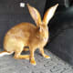 belgian-hares-the-race-horse-of-rabbits