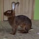 belgian-hares-the-race-horse-of-rabbits