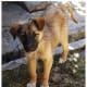Carpal flexural deformity resolved. Perci's legs are fine and she's standing on her toes.