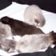 Ash's babies-Misty, Dusty, Knight, Salty