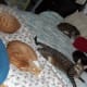 Tiger-Salty-Tigger-Dusty-Mittens