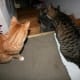 Mittens and Tigger with Shadow on the stairs