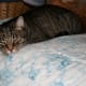 Cats like to sleep on your bed, even when you aren't in it.