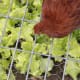 a-guide-to-keeping-chickens-in-confinement
