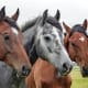 If you have enough space for them to run around a lot, horses can become deeply loving and affectionate friends.