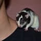 Fancy rats are known to frequently enjoy hanging out on their owners' shoulders, tagging along for the ride wherever their human friends go.