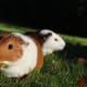 Since they are such social creatures, it's often best to own at least two guinea pigs at a time so that they always have someone to hang out with.