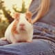 Guinea pigs are excellent pets for young children.