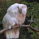 Cockatoos are very affectionate pet birds.