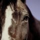 Horses are highly empathetic creatures that are quite adept at attuning themselves to the emotions of humans around them.