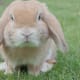 Rabbits can have a wide range of personalities, similar to that of dogs.