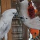 Due to their very social nature and emotional neediness, it's often best to get two cockatoos at a time to avoid them becoming too lonely while you're away.