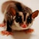 It's important to make sure sugar gliders have lots of room in their cage to play around and are at least occasionally allowed to freely glide around a home.