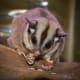 Bonding with and caring for sugar gliders requires a lot of time and commitment, but those who do are richly rewarded with loving companionship.