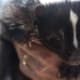 As many skunk owners can attest, this much-maligned animal can become just as loving and intelligent and playful as any dog or cat.