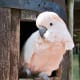 Since cockatoos can live 40–80 years, they're a great option for people looking for a lifelong friend that loves constant attention.