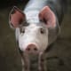 Though they have the common stigma of being filthy, pigs are actually quite clean animals, with most of the same endearing qualities as dogs.