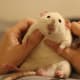 Believe it or not, fancy rats are sociable, empathetic, and affectionate pets.