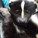 Though they are often thought of as stinky and undesirable animals, skunks can become wonderful pets if properly domesticated.