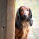 help-my-dog-barks-when-somebody-enters-the-room