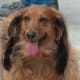 help-my-dog-barks-when-somebody-enters-the-room