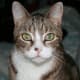 The pupil of a cat's eye can make the eye appear pure black when fully dilated.