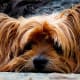 Dogs can get depressed just like you.