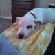 the-only-way-to-get-rid-of-fleas