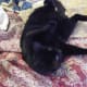 the-only-way-to-get-rid-of-fleas