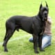 Great Danes are not typically aggressive despite their large stature.
