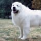 dogfacts