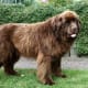 Historically, Newfoundlands have been used as fishing aids and water-rescue dogs.