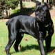 dogfacts