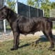 Cane Corsos can require more training that some other breeds and are usually kept by experienced dog handlers.