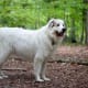 Pyrenees tend to have good temperaments and are often kept as family pets.