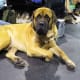 Mastiffs are known to love playing fetch.