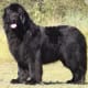 dogfacts