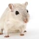 Ensure that your hamster has proper habitat enrichment.