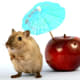 Help your hamster settle into its new home gradually.