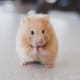 Choose the right cage style for your hamster's needs.