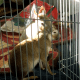 pet-patagonian-chacoan-mara-cavy-exotic-animal-care